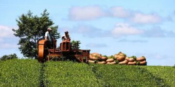 Cuidando a los productores: el Ministerio del Agro y la Producción resolvió actualizar el precio del brote de té
