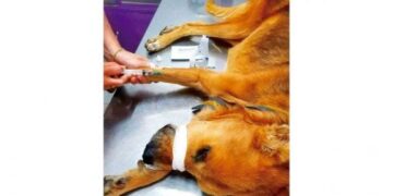 Eldorado: cómo agendar turnos para castrar mascotas