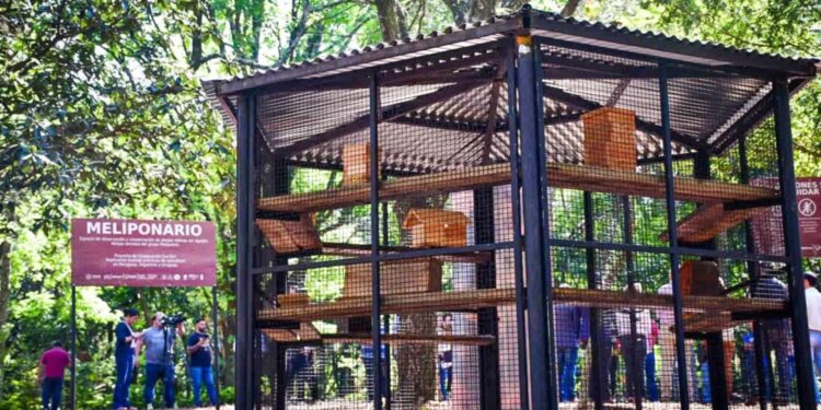 Ciudad amigable con las abejas: Eldorado instalará un meliponario en el Salto Küppers