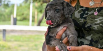 Operativos de salud animal en barrios de Eldorado