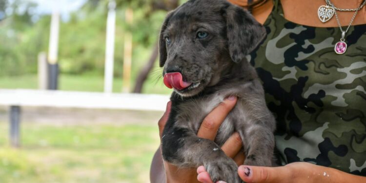 Operativos de salud animal en barrios de Eldorado