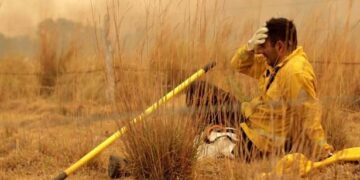 La Ley Ómnibus sobre el medio ambiente: habilitación para desmontar bosques y creación de mercados de carbono