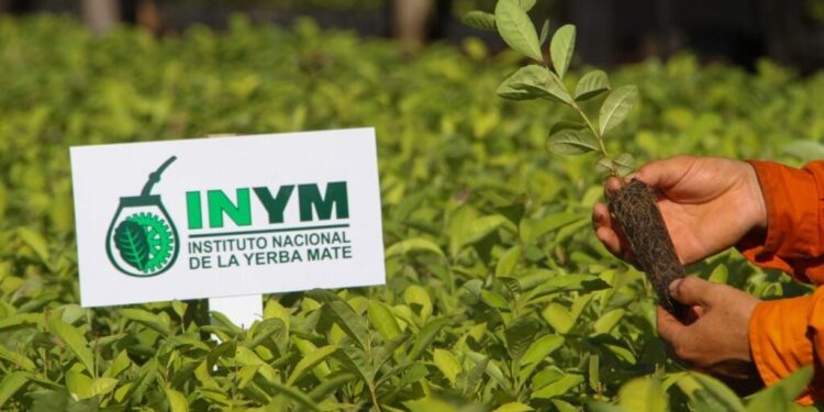 El decreto de desregulación de Milei le quitó al INYM las facultades para definir precios, regular el mercado y decomisar yerba sin estampillas