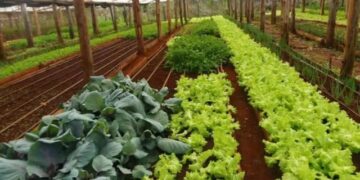 Misiones continúa apostando a la producción sustentable