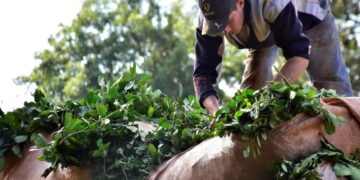 Siempre al lado del productor